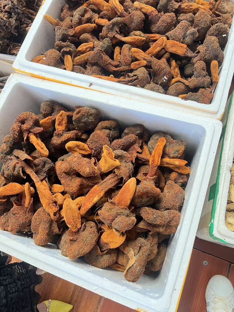 云南锁阳金锁阳