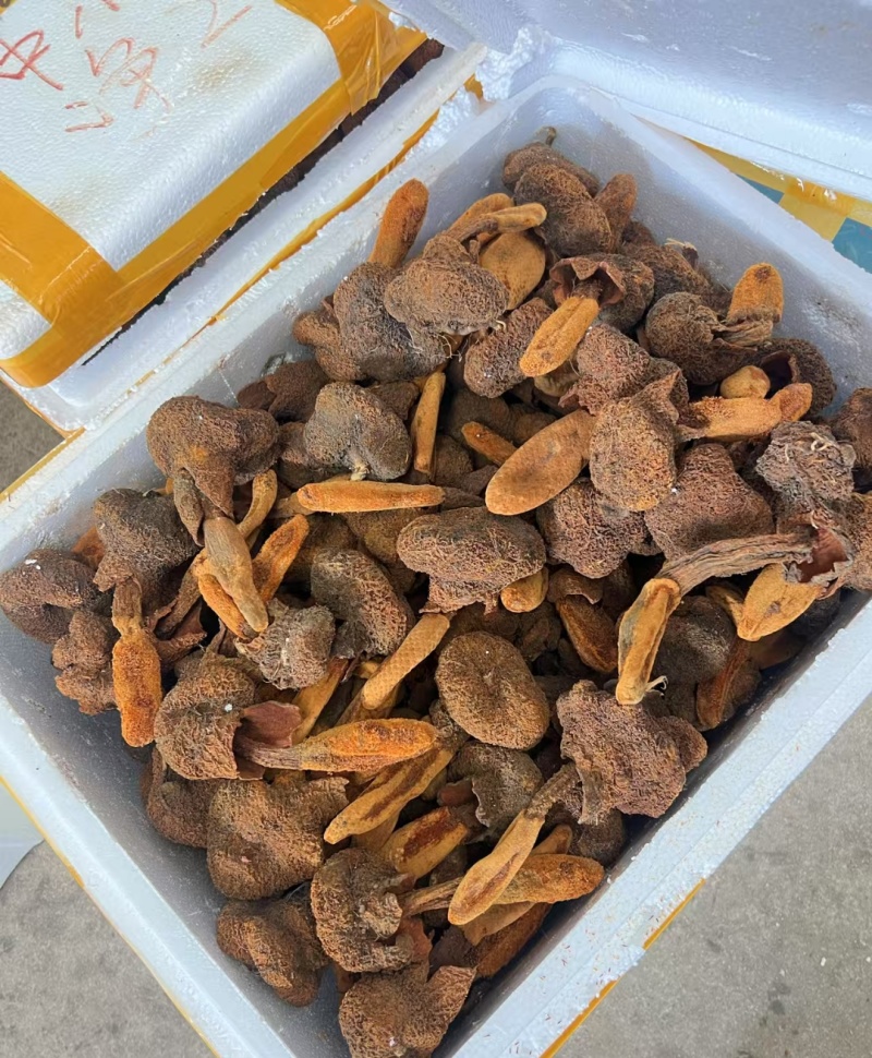 云南锁阳金锁阳