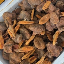 云南锁阳金锁阳