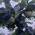 脆甜爽口脆冠梨上市了