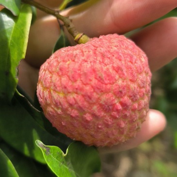 糯米糍荔枝，桂味荔枝