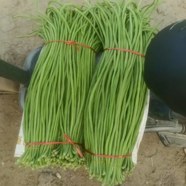 《精品豆角》河南豆角/青条豆角/质量三包/全国供应批发