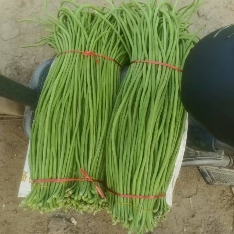 《精品豆角》河南豆角/青条豆角/质量三包/全国供应批发