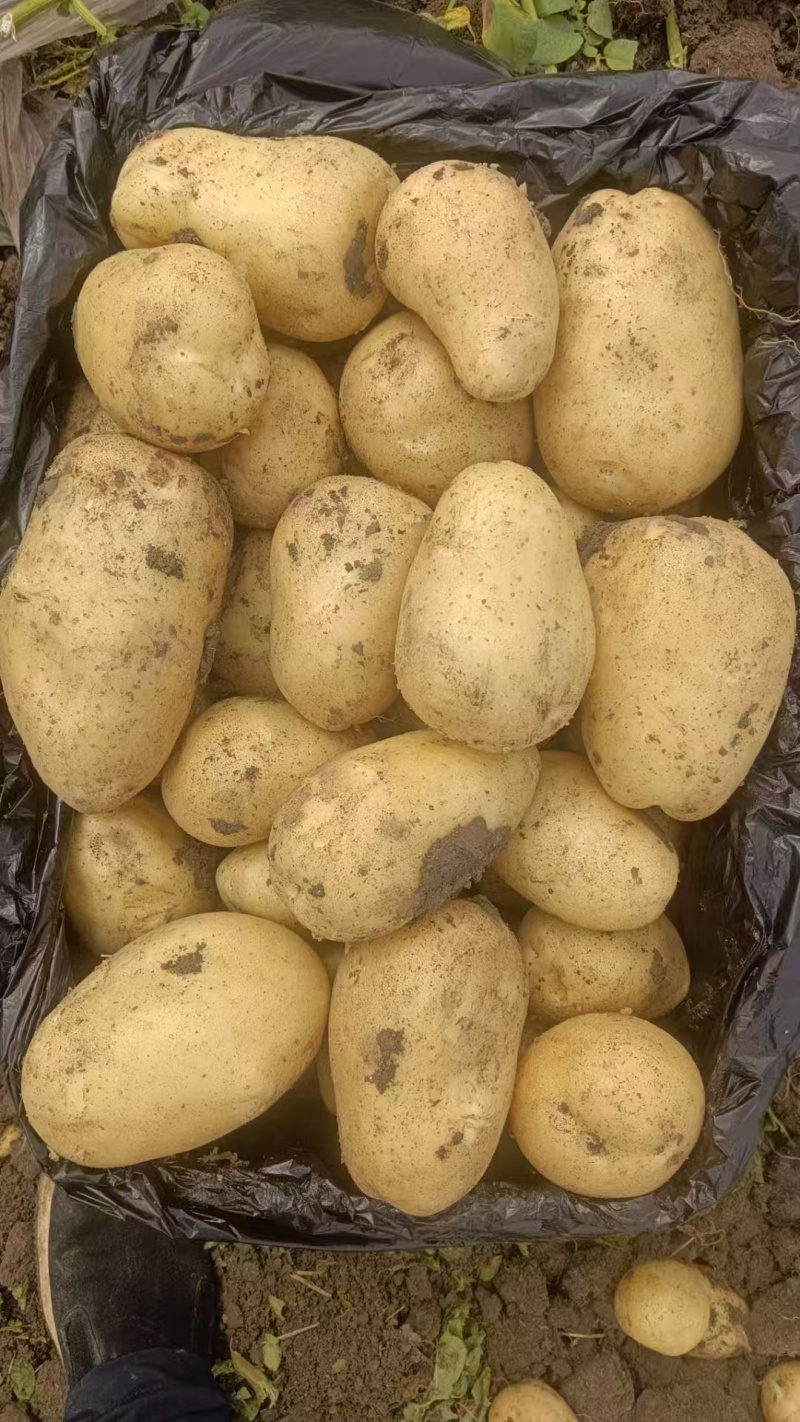 沃土土豆3两以上精品土豆河南通许产地直发