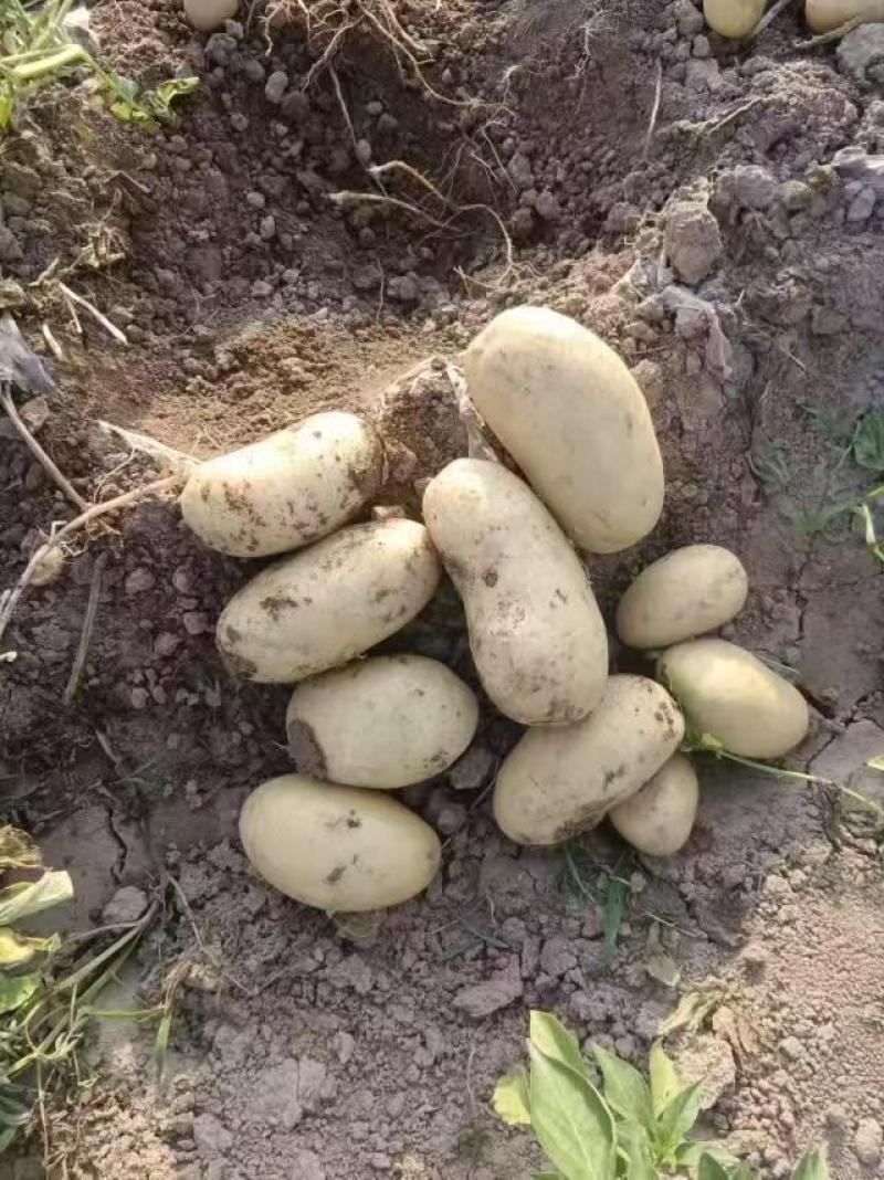 沃土土豆3两以上精品土豆河南通许产地直发