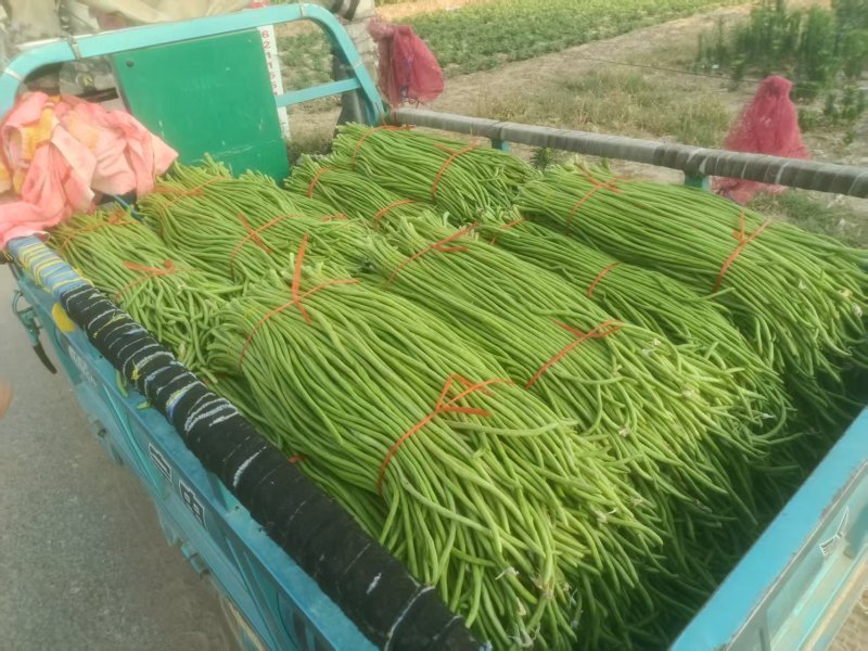 《精品豆角》河南豆角/青条豆角/质量三包/全国供应批发