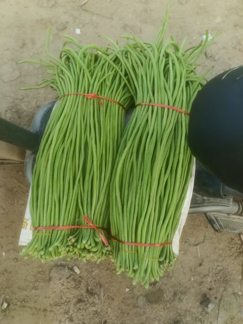 《精品豆角》河南豆角/青条豆角/质量三包/全国供应批发