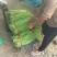 《精品豆角》河南豆角/青条豆角/质量三包/全国供应批发