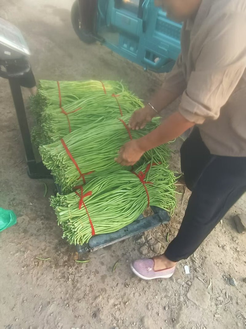 《精品豆角》河南豆角/青条豆角/质量三包/全国供应批发