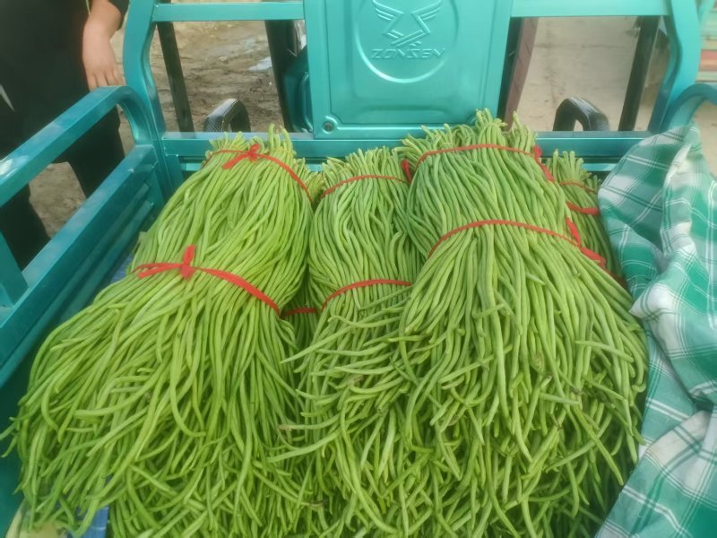 《精品豆角》河南豆角/青条豆角/质量三包/全国供应批发