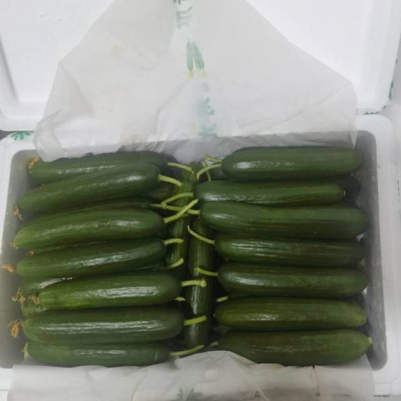 山东一级水果黄瓜，山东A级顶花水果黄瓜，山东寿光水果黄瓜