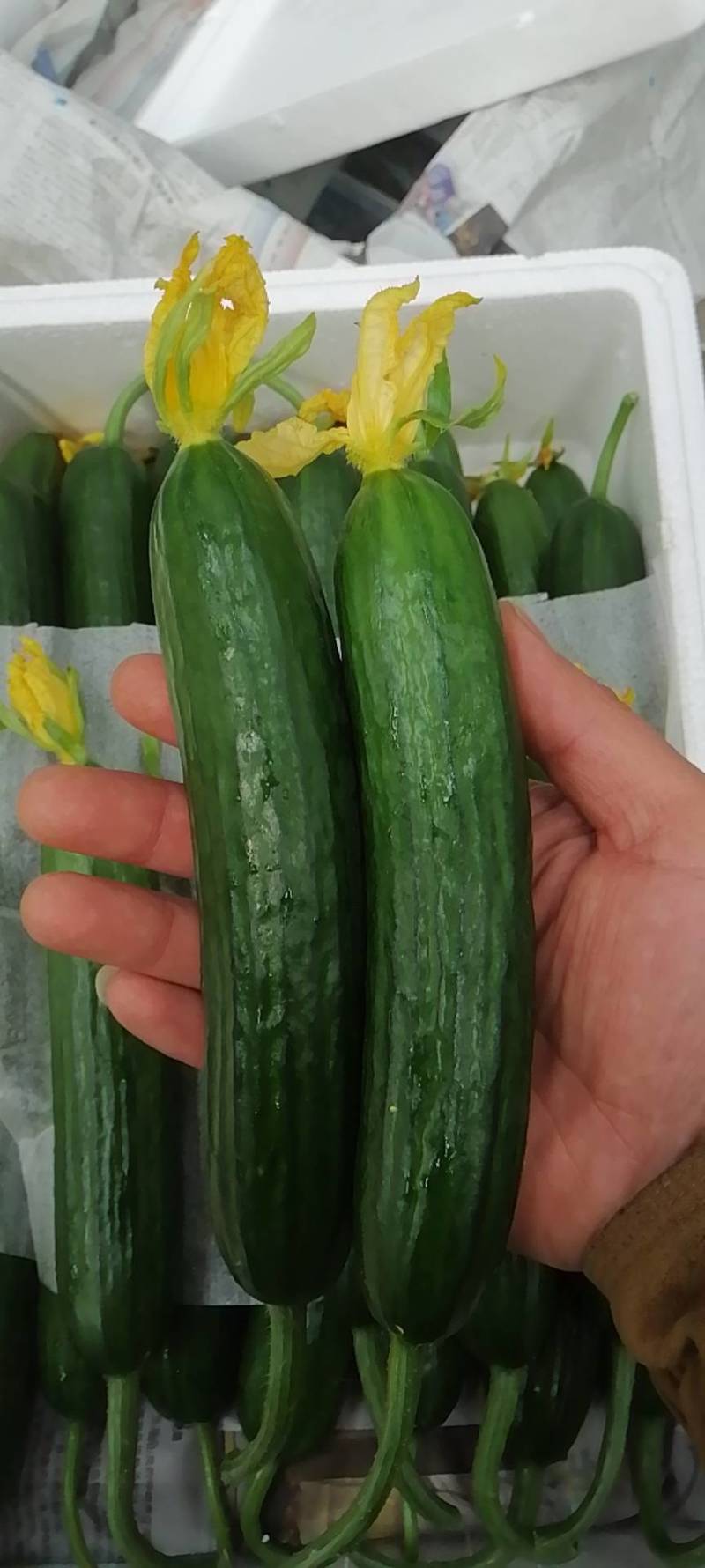 山东一级水果黄瓜，山东A级顶花水果黄瓜，山东寿光水果黄瓜