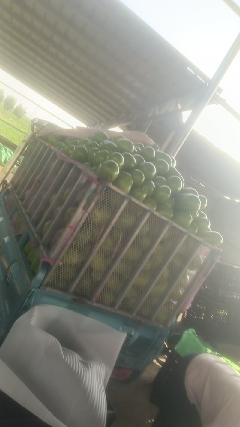 《青茄子》河南青茄/河南茄子/产地货源/质量三包供应全国