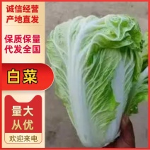 白菜4~6斤净菜夏阳白菜精品白菜大白菜河南通许蔬菜