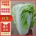 白菜4~6斤净菜夏阳白菜精品白菜大白菜河南通许蔬菜