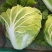 白菜4~6斤净菜夏阳白菜精品白菜大白菜河南通许蔬菜
