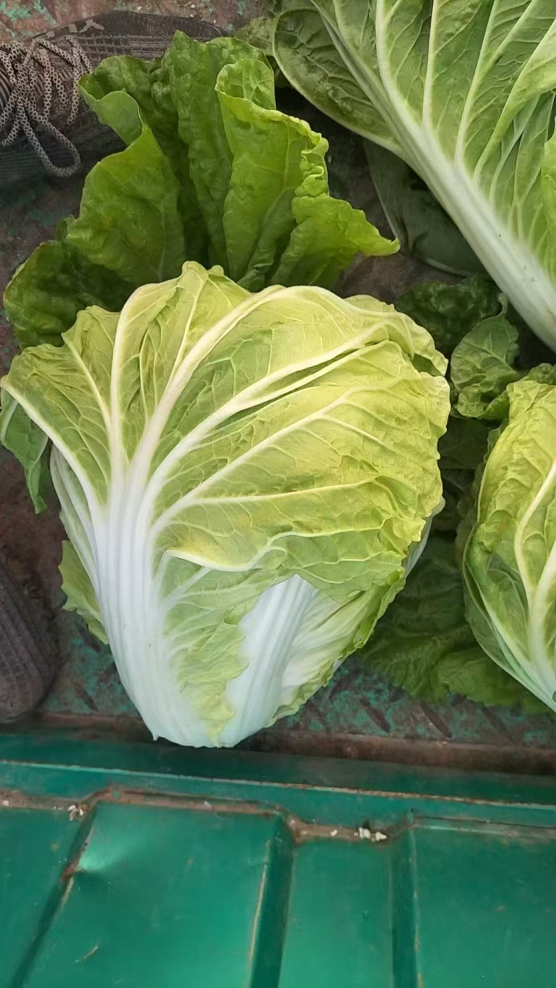 白菜4~6斤净菜夏阳白菜精品白菜大白菜河南通许蔬菜