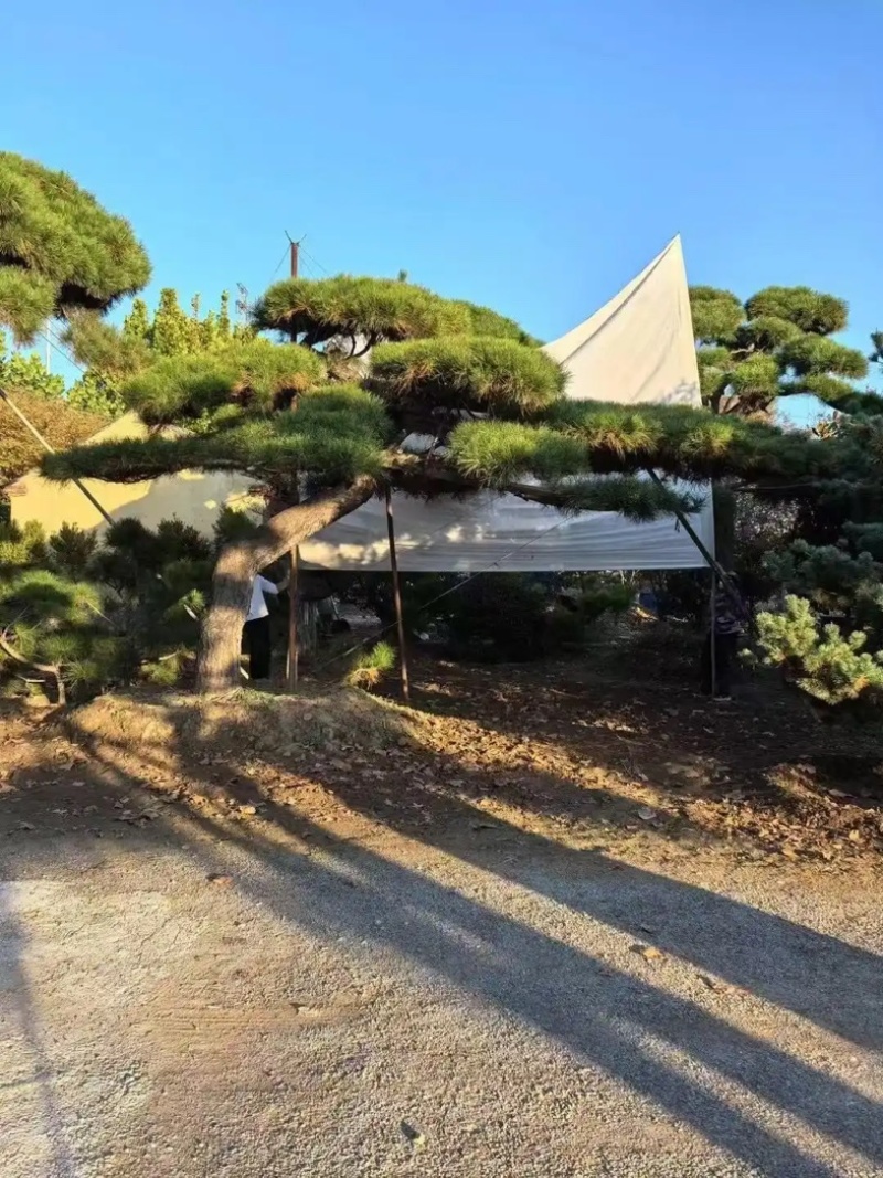 河南郑州绿化造型松绿化苗木造型景观树质量优货源充足