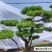 河南郑州绿化造型松绿化苗木造型景观树质量优货源充足