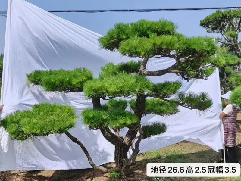 河南郑州绿化造型松绿化苗木造型景观树质量优货源充足