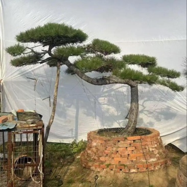 河南郑州绿化造型松绿化苗木造型景观树质量优货源充足