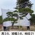 河南郑州绿化造型松绿化苗木造型景观树质量优货源充足