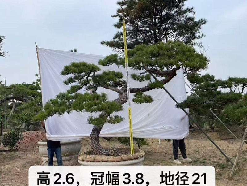 河南郑州绿化造型松绿化苗木造型景观树质量优货源充足