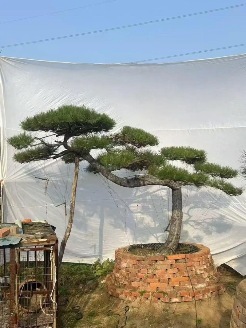 河南郑州绿化造型松绿化苗木造型景观树质量优货源充足