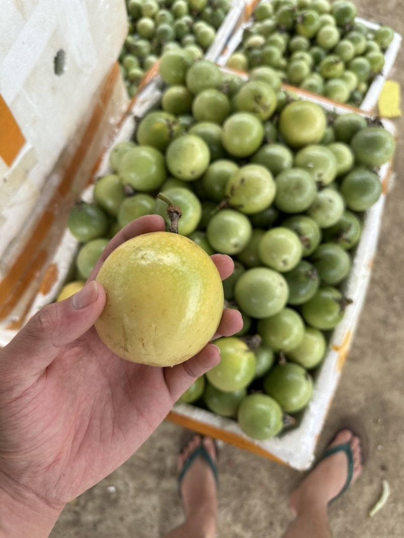 精品黄金百香果大量上市