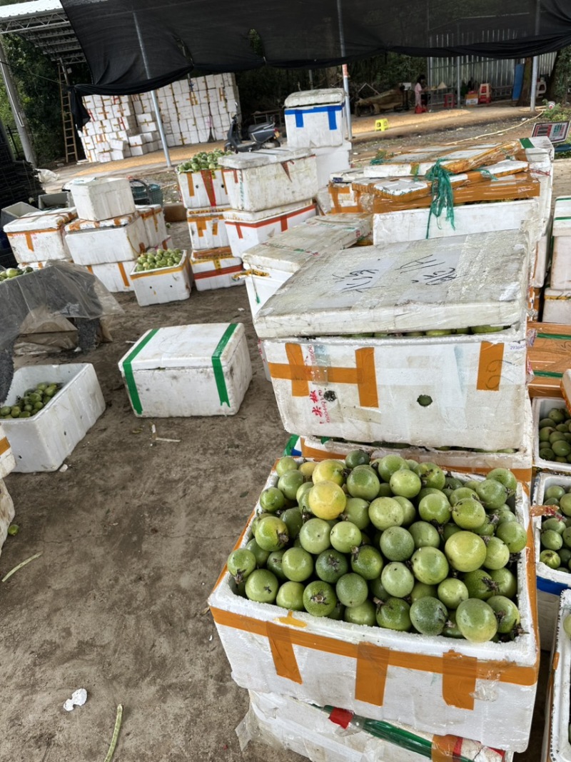 精品黄金百香果大量上市