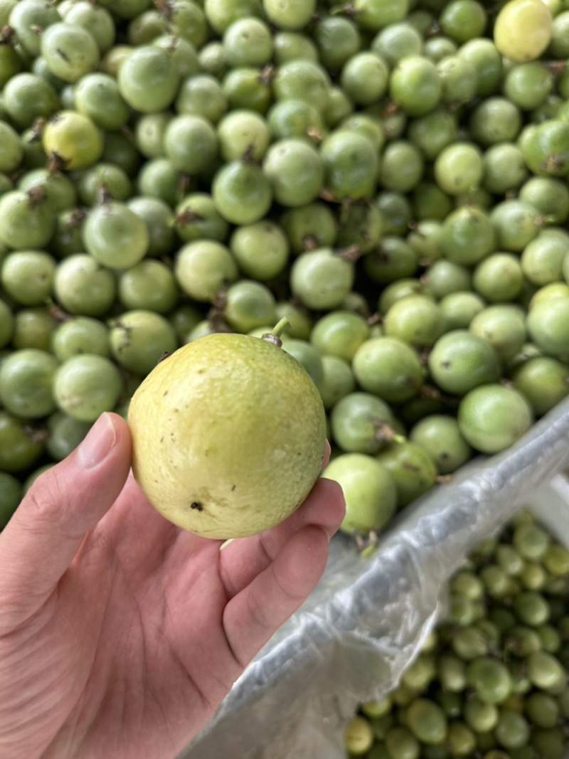 精品黄金百香果大量上市