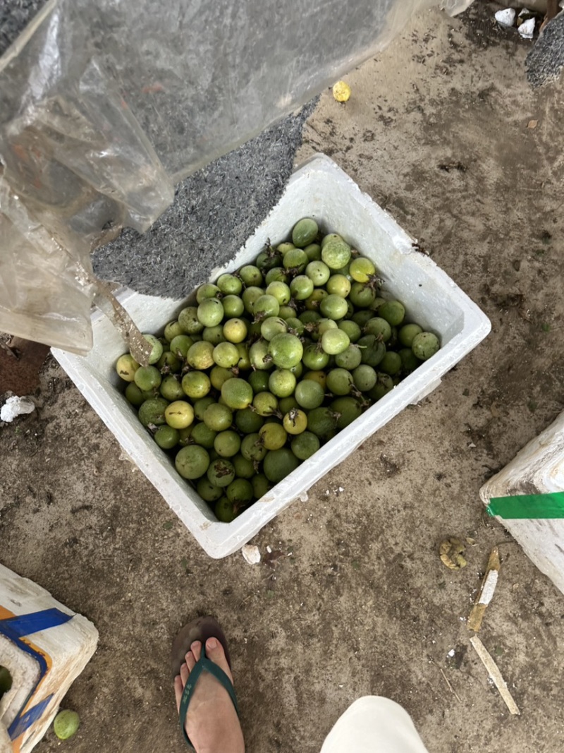 精品黄金百香果大量上市