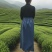 采茶围裙围腰摘茶耐磨户外茶园服防水裙防刮防刺通用雨