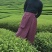 采茶围裙围腰摘茶耐磨户外茶园服防水裙防刮防刺通用雨