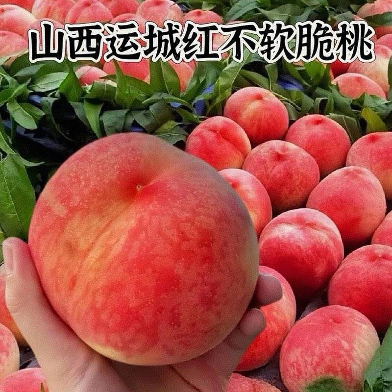 《红不软桃》山西桃子/产地现摘现发/随到随装/可全国发货