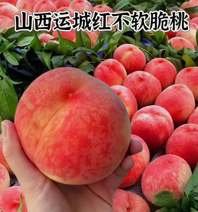 《红不软桃》山西桃子/产地现摘现发/随到随装/可全国发货
