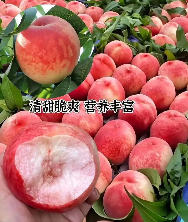 《红不软桃》山西桃子/产地现摘现发/随到随装/可全国发货
