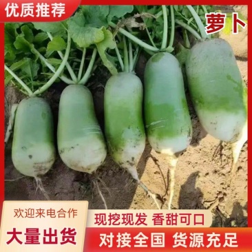 通许青皮萝卜，产地直发大量有货，货品质量优等