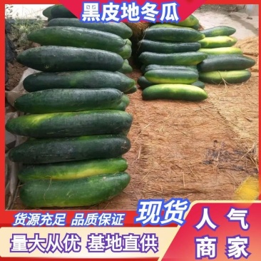 推荐地冬瓜大量上市欢迎新老朋友订购量大价格实惠