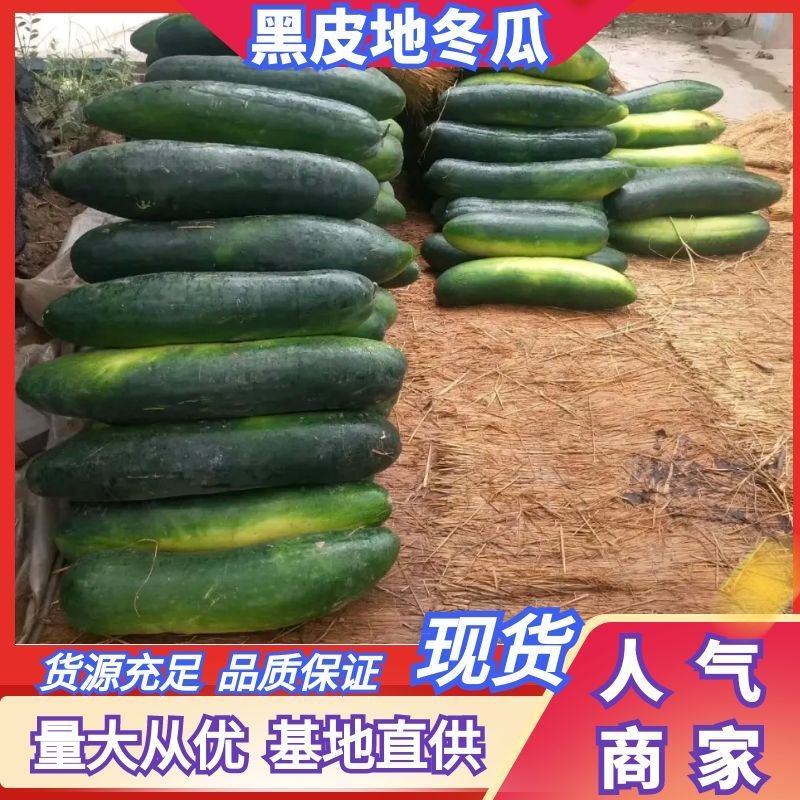 推荐地冬瓜大量上市欢迎新老朋友订购量大价格实惠