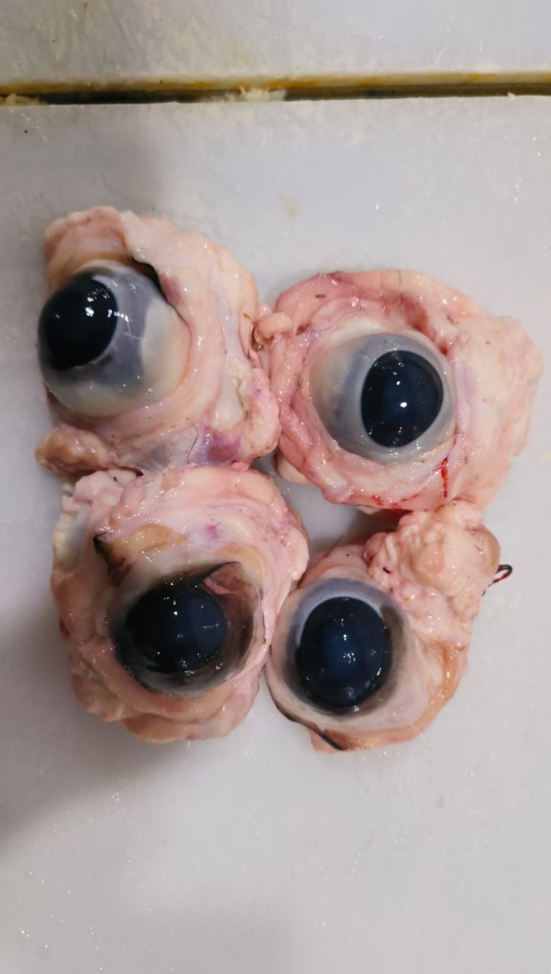 生牛眼
