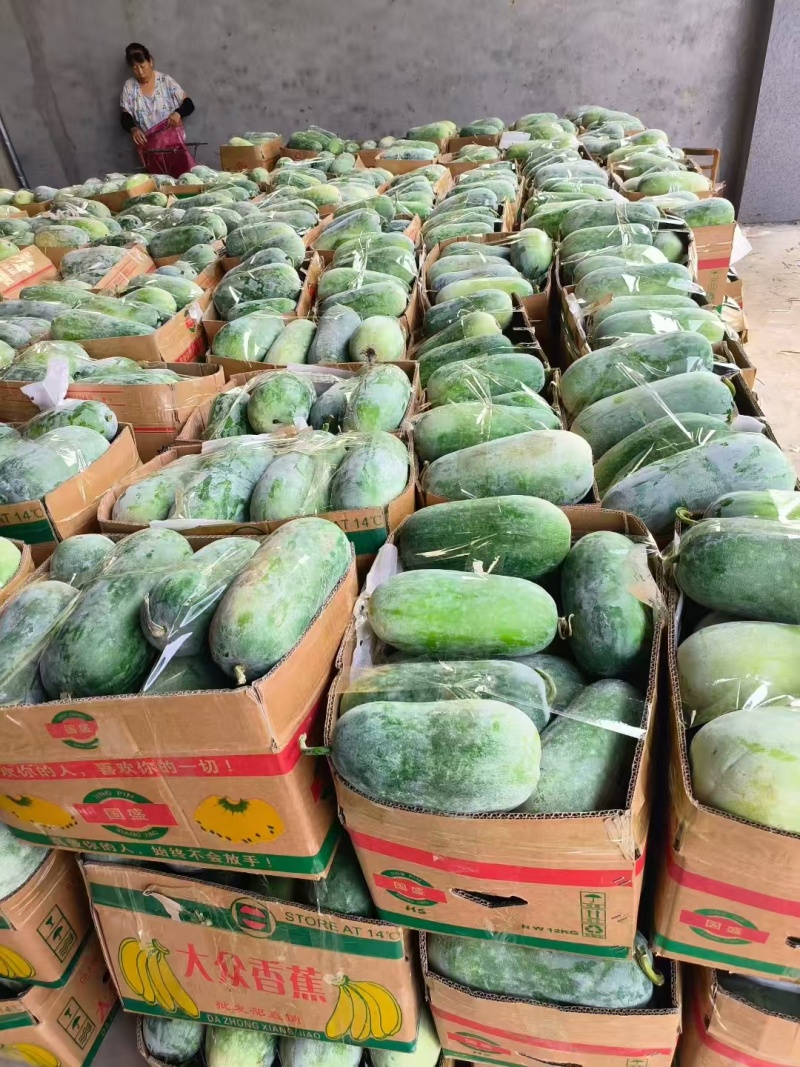 推荐河南漯河冬瓜水果冬瓜新基地直供量大从优全国发货