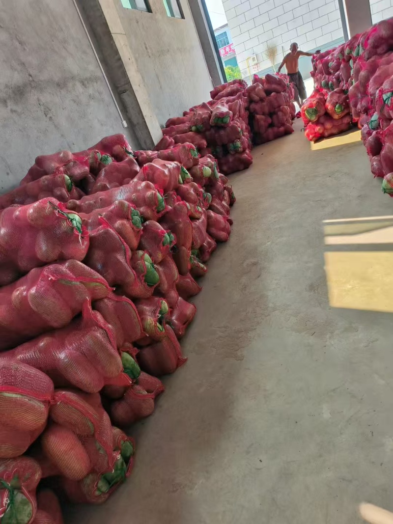 推荐河南漯河冬瓜水果冬瓜新基地直供量大从优全国发货