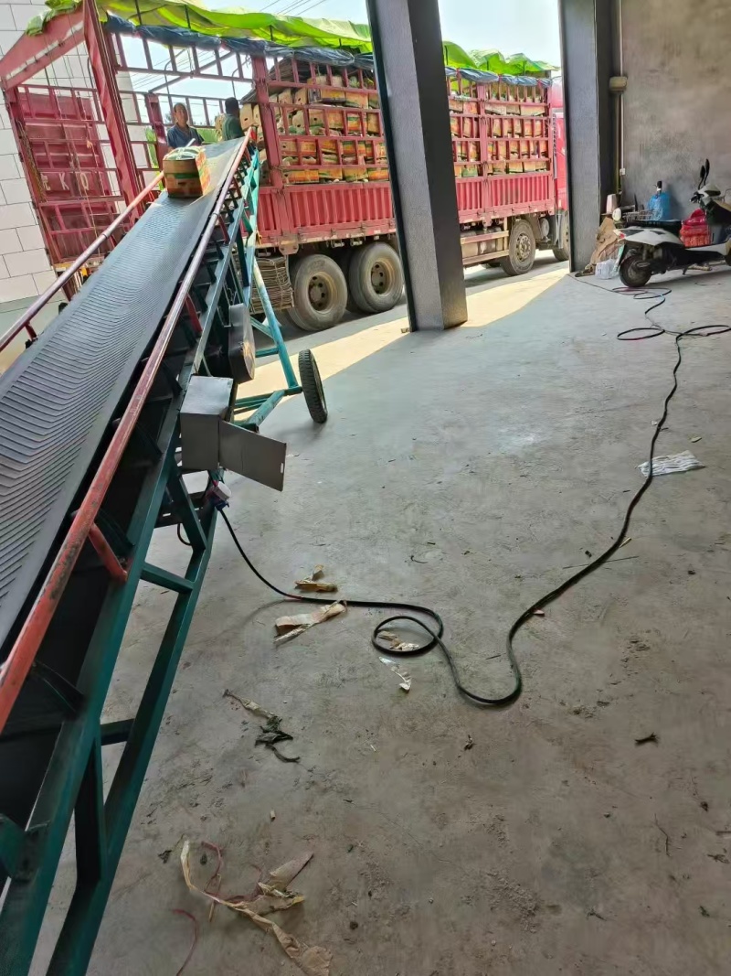 推荐河南漯河冬瓜水果冬瓜新基地直供量大从优全国发货