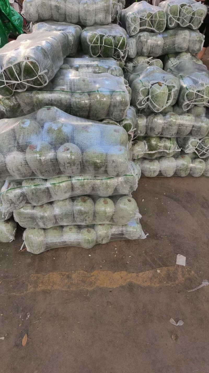 推荐河南漯河冬瓜水果冬瓜新基地直供量大从优全国发货