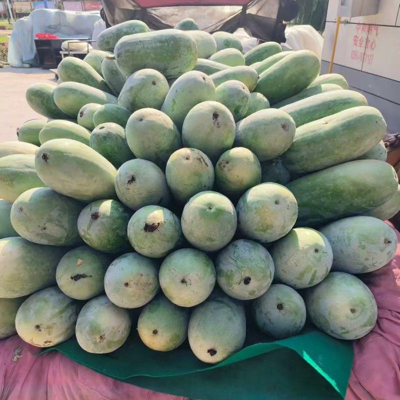 推荐河南漯河冬瓜水果冬瓜新基地直供量大从优全国发货
