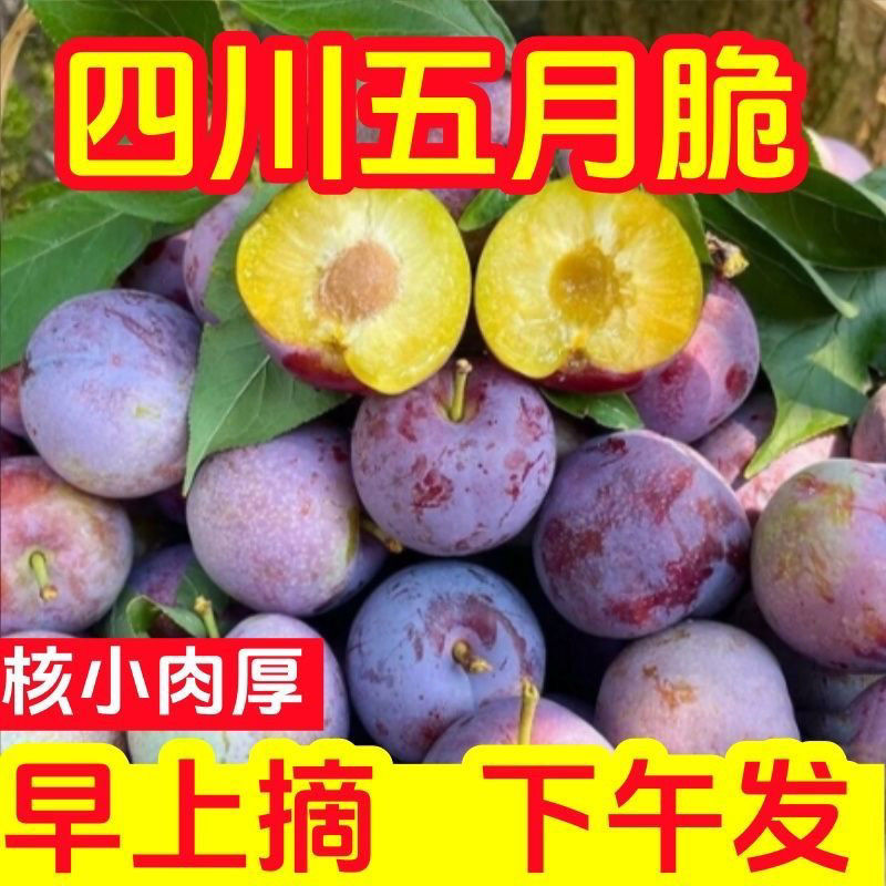五月脆脱骨李对接各大电商平台一件代发日供2万单