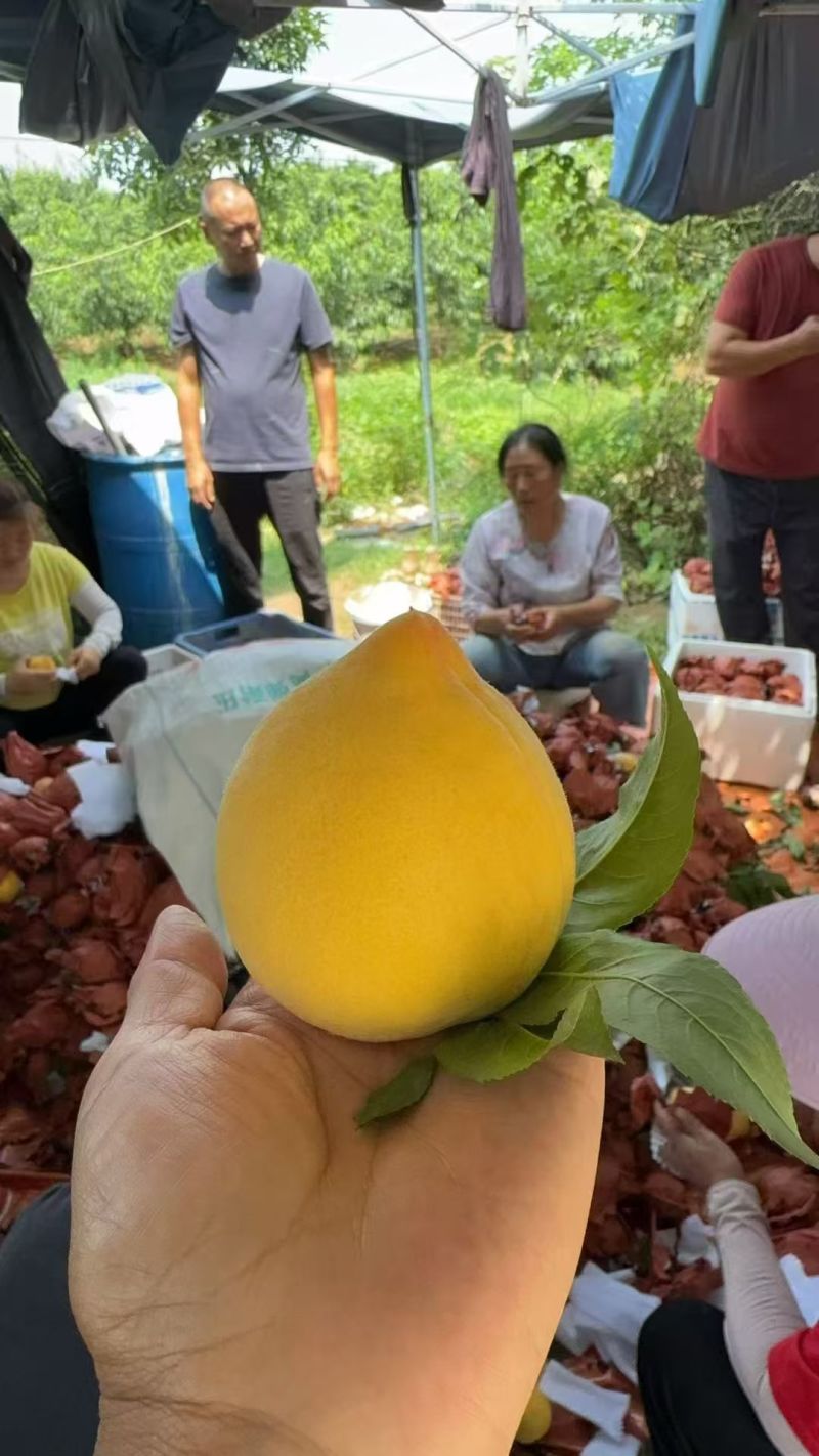 湖北锦绣黄桃套袋黄桃店管家对接所有平台一件代发