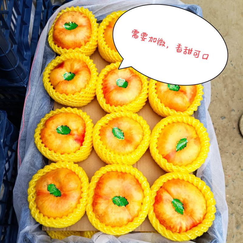 油蟠九7-7自家果园，请联系，壹五.O九柒六柒O8六o