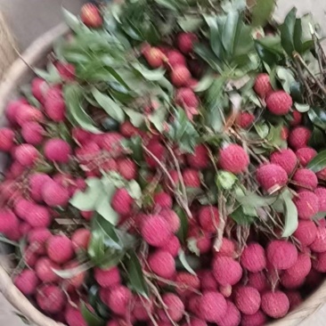 荔枝